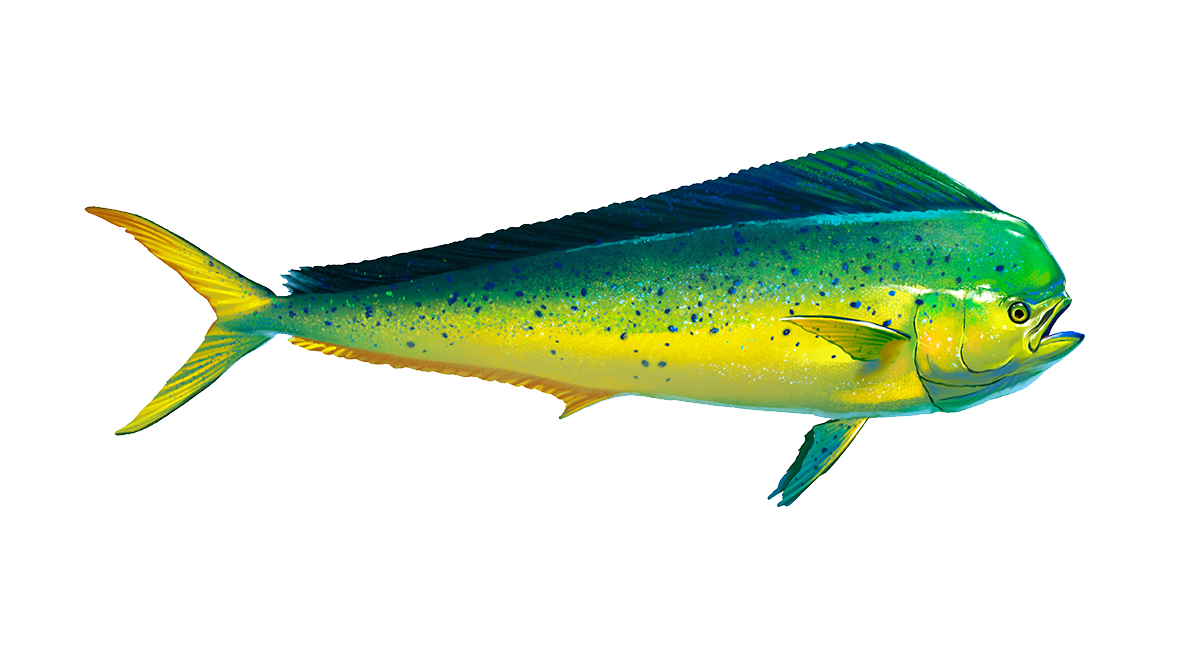 Hooked on Innovation: How a Mahi-Mahi Inspired Belt Became Our Favorite Corporate Gift