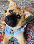Bandana (a.k.a. Dogdana) - Wholesale Doggie Bandana