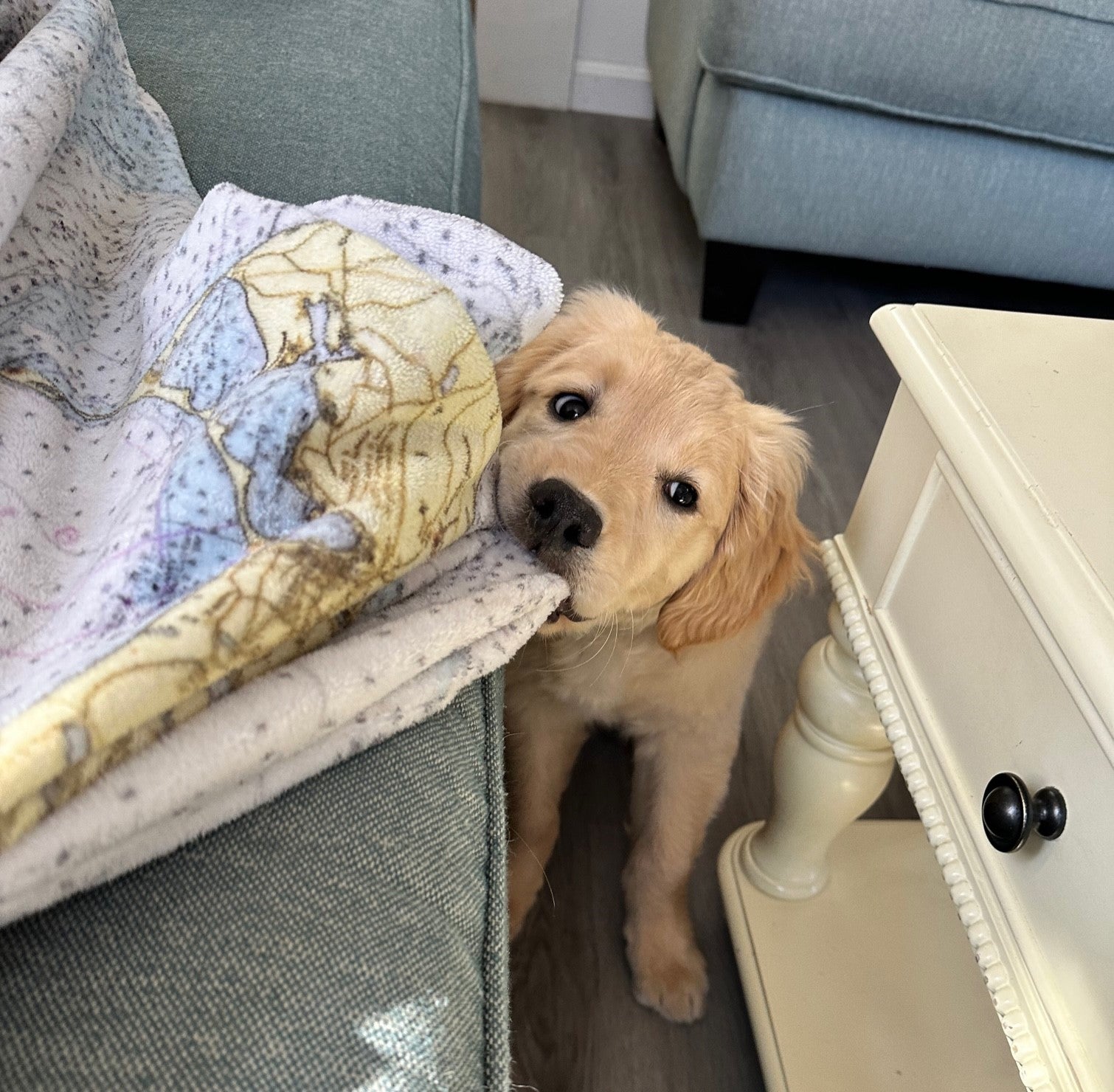 Dog peeking out from behind a couch with a map cushion