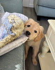 Dog peeking out from behind a couch with a map cushion